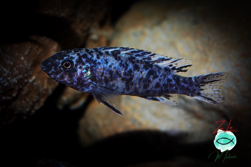 Labeotropheus trewavasae 'Namalenje Island'